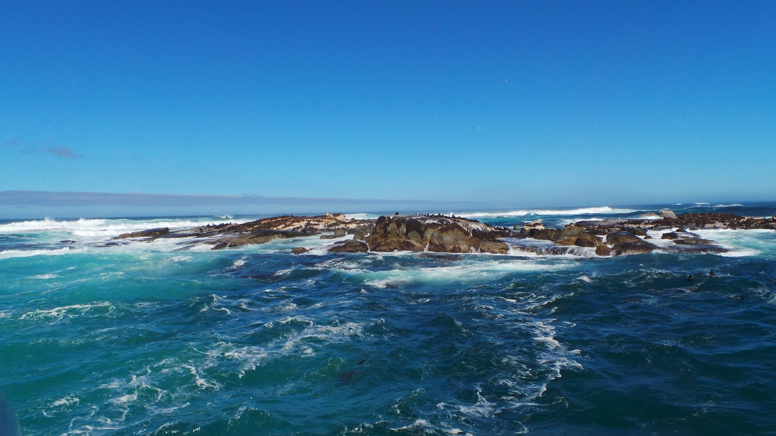 Seal Watching22